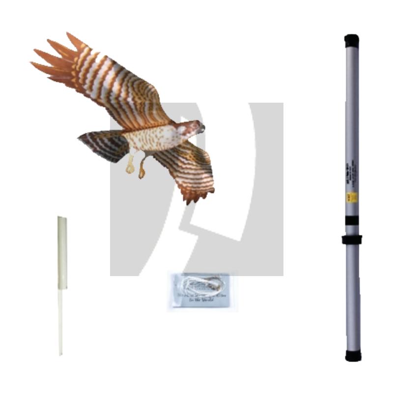 Vogelscheuchendrache 